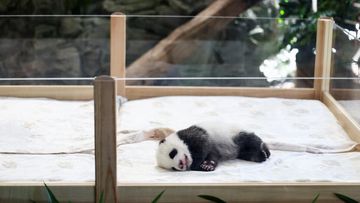 Prabowo Beri Nama Bayi Panda Pertama yang Lahir di Taman Safari